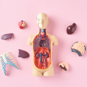 Heart Anatomy (Interactive)